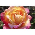 Shrub rose Tahiti