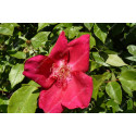 Shrub rose xxxxxx