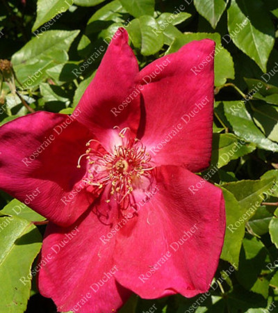 Rosier buisson Sanguinea