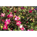 Shrub rose xxxxxx