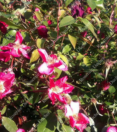 Rosier buisson Sanguinea