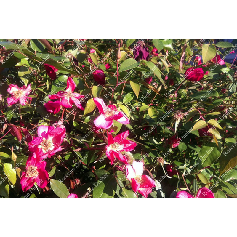 Shrub rose xxxxxx