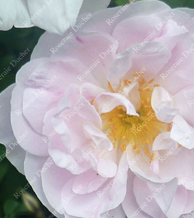 Shrub rose Stanwell Perpetual