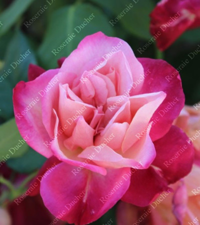 Shrub rose General Gallieni