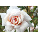 Shrub rose Perle d'Or