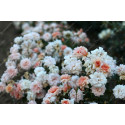 Shrub rose Perle d'Or