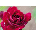 Shrub rose Prince Felix de Luxembourg