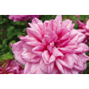 Shrub rose Général Schablikine