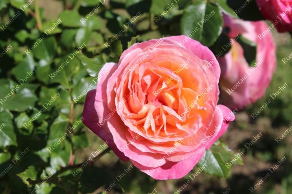 Shrub rose creation Souvenir de Lucien Massad ®