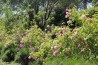 Hydrolat de Rose Centifolia Roseraie Ducher