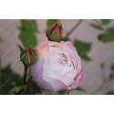 Shrub rose Madame Pierre Oger