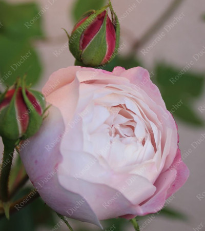 Rosier buisson Madame Pierre Oger