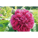 Shrub rose Baron de Gossard
