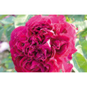 Rosier buisson Charles Lefèbvre