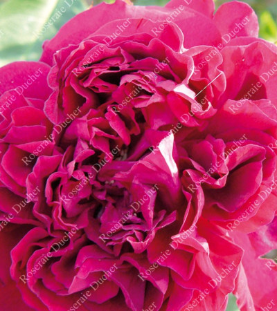 Shrub rose Charles Lefebvre