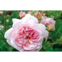 Shrub rose Felicia