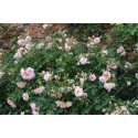 Shrub rose Felicia