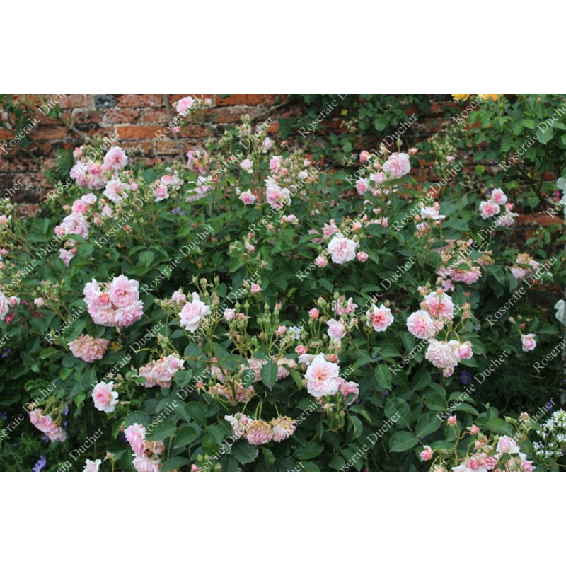 Shrub rose Felicia