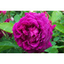 Shrub rose Gloire de Ducher