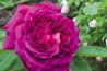 Shrub rose Gloire de Ducher
