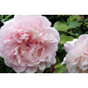 Shrub rose Gruss An Aachen