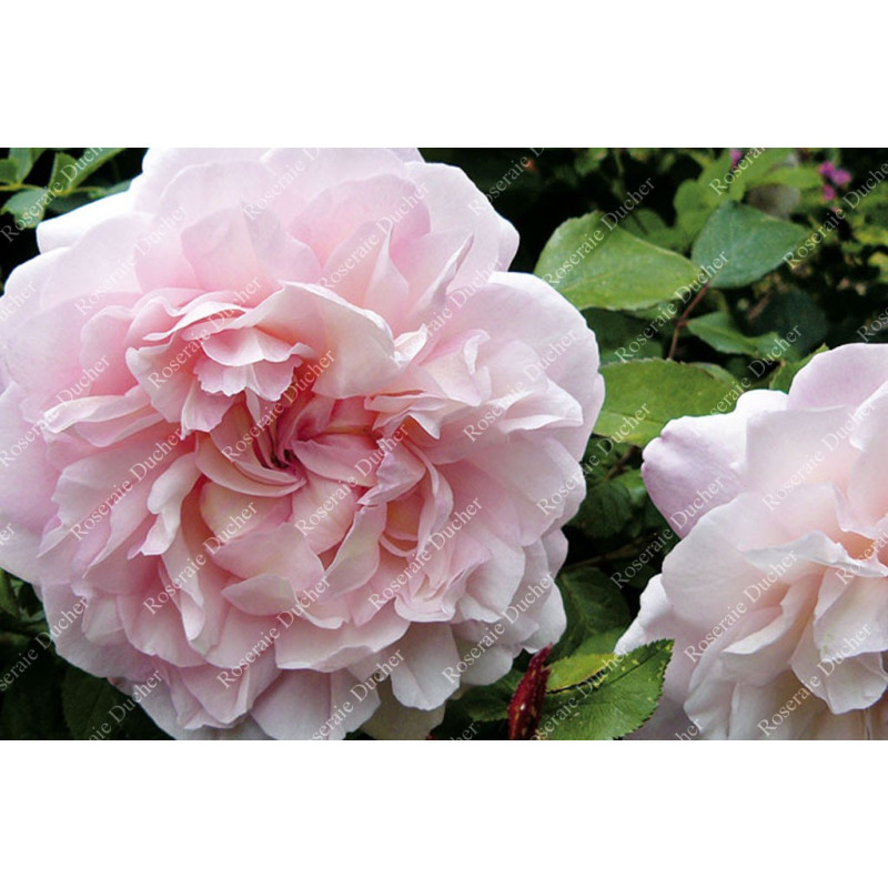 Rosier buisson Gruss An Aachen