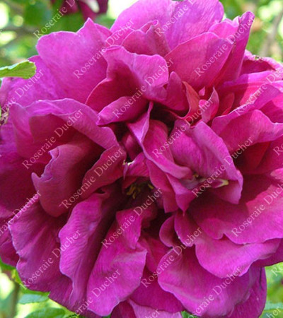 Rosier buisson Hansa