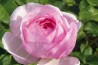 Shrub rose creation Jacques Truphemus ®
