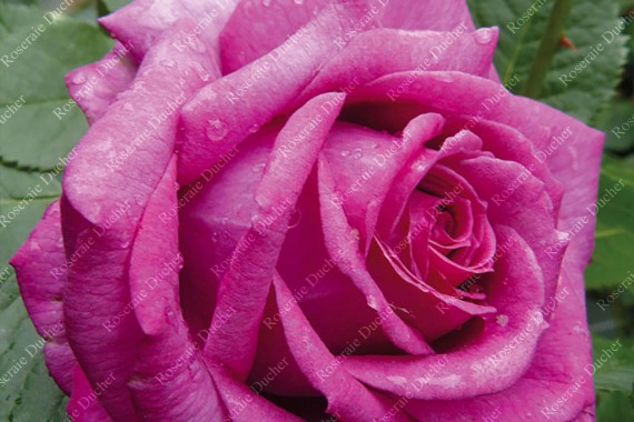Shrub rose creation La Cle de la Rose ®