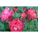 Shrub rose Leonie Lamesch