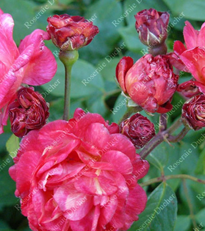 Rosier buisson Léonie Lamesch
