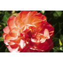 Shrub rose Leonie Lamesch