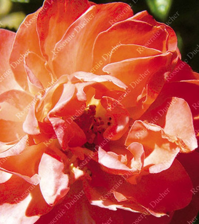 Rosier buisson Léonie Lamesch
