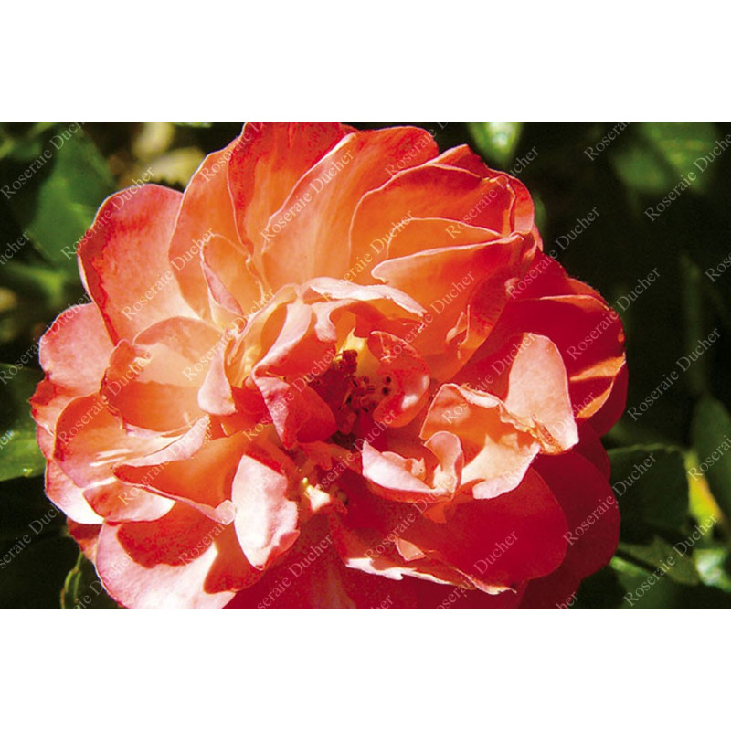 Shrub rose Leonie Lamesch