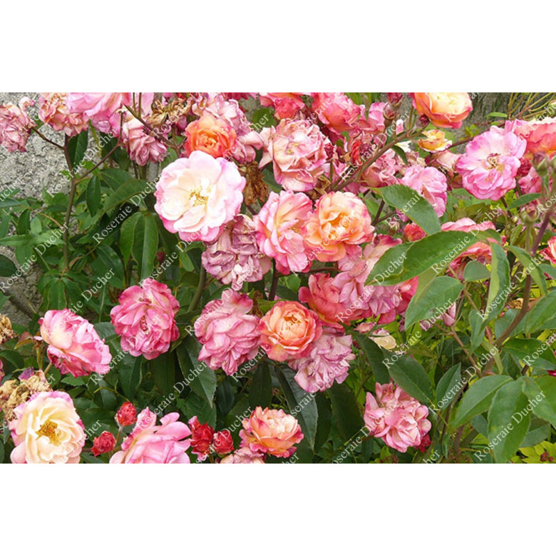 Shrub rose Leonie Lamesch