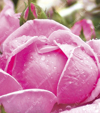 Shrub rose Madame Caroline Testout