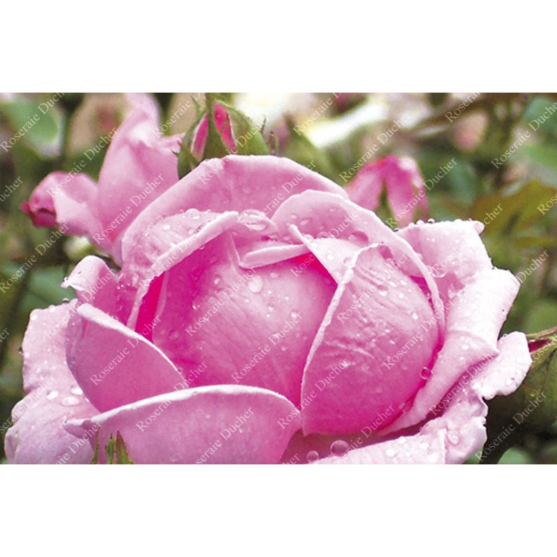 Shrub rose Madame Caroline Testout