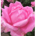 Shrub rose Madame Caroline Testout