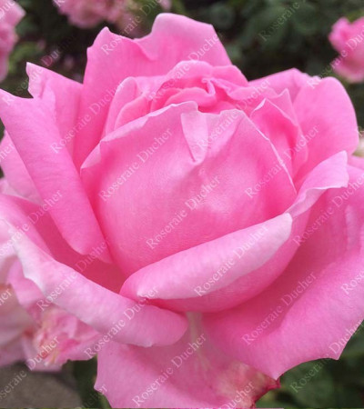 Shrub rose Madame Caroline Testout
