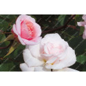 Shrub rose Mademoiselle Cecile Brunner