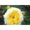 Shrub rose creation Nouchette ®