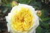 Shrub rose creation Nouchette ®