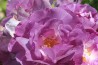 Shrub rose creation Purple Kid ®