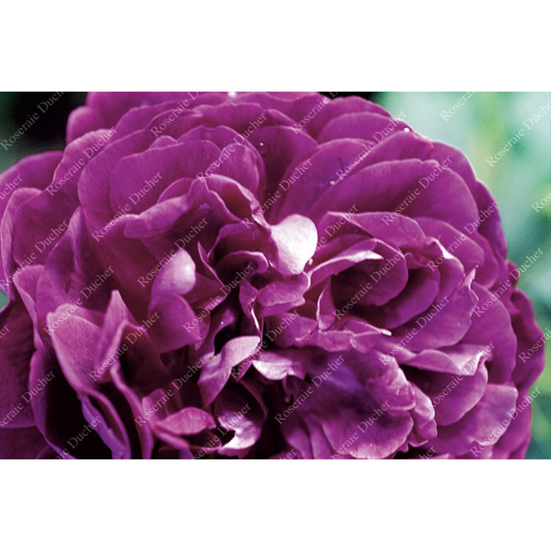 Rosier buisson Reine des Violettes