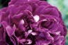 Shrub rose Reine des Violettes