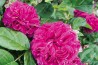 Rosier buisson Rose de Rescht
