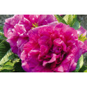 Shrub rose Roseraie de l'Hay