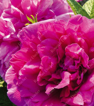 Shrub rose Roseraie de l'Hay