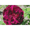 Shrub rose Vulcain