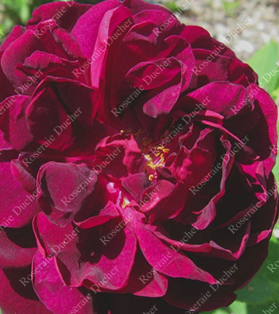 Rosier buisson Vulcain